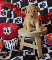 Teddy, a male Poodle - Toy  for sale in Kit Carson, CO – Photo 6 of 6