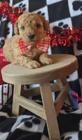 Teddy, a male Poodle - Toy  for sale in Kit Carson, CO – Photo 3 of 6