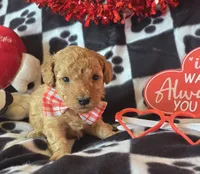 Teddy, a male Poodle - Toy  for sale in Kit Carson, CO – Photo 1 of 6