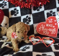 Teddy, a male Poodle - Toy  for sale in Kit Carson, CO – Photo 2 of 6