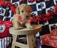 Teddy, a male Poodle - Toy  for sale in Kit Carson, CO – Photo 4 of 6