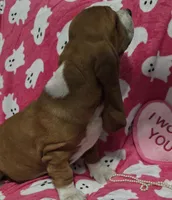 Sugar, a female Basset Hound for sale in Kit Carson, CO – 4 of 9