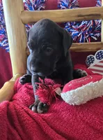 Ebony, a female Great Dane for sale in Kit Carson, CO – 10 of 10