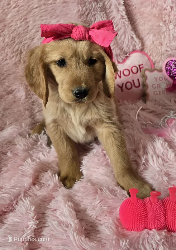 Skye – Golden Retriever puppy for sale in Kit Carson, CO