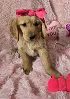 Skye, a female Golden Retriever for sale in Kit Carson, CO – 1 of 10
