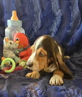 Hank, a male Basset Hound for sale in Kit Carson, CO – 4 of 9