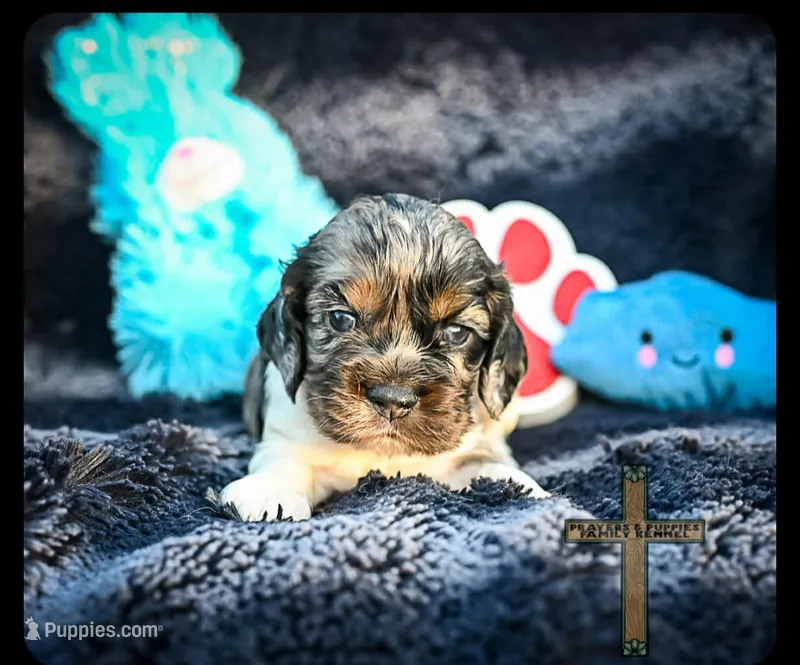 Charlie – Cocker Spaniel puppy for sale in Kit Carson, CO