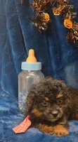 Felix, a male Peekapoo for sale in Kit Carson, CO – 8 of 9