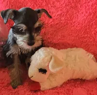 Heidi, a female Miniature Schnauzer for sale in Kit Carson, CO – 3 of 10