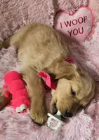 Skye, a female Golden Retriever for sale in Kit Carson, CO – 7 of 10
