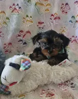 Sir Naps-A-lot, a male Yorkshire Terrier for sale in Kit Carson, CO – 3 of 10