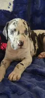 Goliath, a male Great Dane for sale in Kit Carson, CO – 4 of 10
