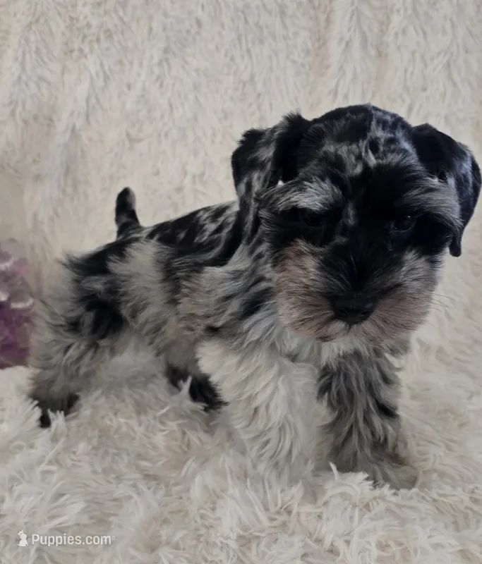 Roxy – Miniature Schnauzer puppy for sale in Kit Carson, CO