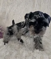 Roxy, a female Miniature Schnauzer for sale in Kit Carson, CO – 1 of 10