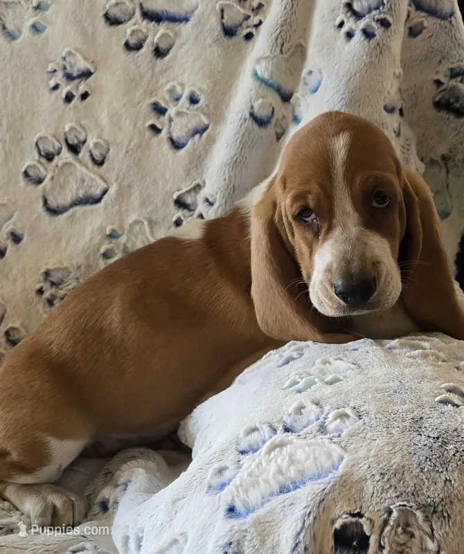 Henry – Basset Hound puppy for sale in Kit Carson, CO