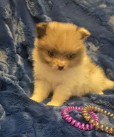 Rockit, a male Pomeranian for sale in Kit Carson, CO – 4 of 10