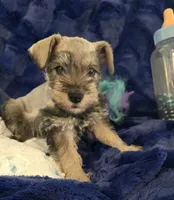 Gus, a male Miniature Schnauzer for sale in Kit Carson, CO – 8 of 10