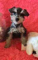 Heidi, a female Miniature Schnauzer for sale in Kit Carson, CO – 2 of 10