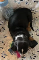 Otis, a male Basset Hound for sale in Kit Carson, CO – 9 of 10