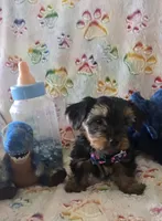 Thurston Howell, a male Yorkshire Terrier for sale in Kit Carson, CO – 4 of 10