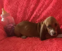 Ruby, a female Basset Hound for sale in Kit Carson, CO – 5 of 9