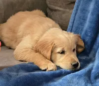 Harley, a male Golden Retriever for sale in Kit Carson, CO – 7 of 7