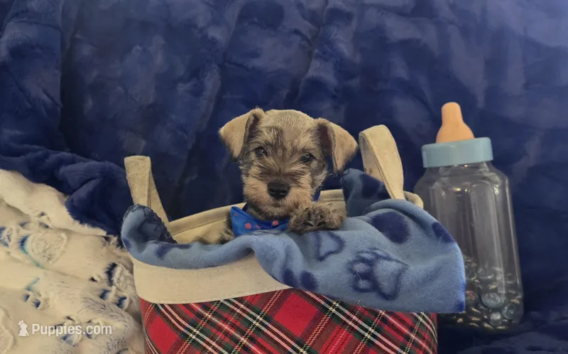 Gus – Miniature Schnauzer puppy on hold in Kit Carson, CO