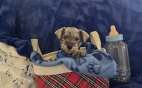 Gus, a male Miniature Schnauzer for sale in Kit Carson, CO – 1 of 10