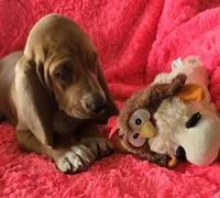 Dolly, a female Basset Hound for sale in Kit Carson, CO – 9 of 10