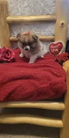 Tika, a female Pomeranian for sale in Kit Carson, CO – 5 of 5