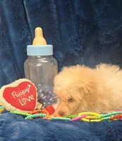 Alfredo, a male Poodle - Toy  for sale in Kit Carson, CO – 4 of 8