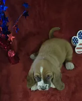 Jethro, a male Basset Hound for sale in Kit Carson, CO – 3 of 10