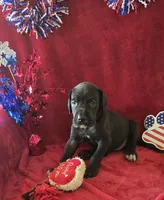 Ebony, a female Great Dane for sale in Kit Carson, CO – 8 of 10