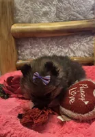 Gucci, a female Pomeranian for sale in Kit Carson, CO – 7 of 10