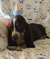 Otis, a male Basset Hound for sale in Kit Carson, CO – 4 of 10