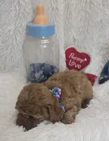 Romeo, a male Poodle - Toy  for sale in Kit Carson, CO – 7 of 7