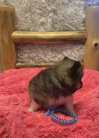 Gucci, a female Pomeranian for sale in Kit Carson, CO – 9 of 10