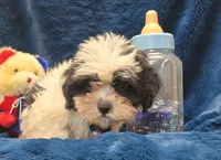 Banjo, a male Shichon for sale in Kit Carson, CO – 7 of 10