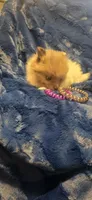 Rockit, a male Pomeranian for sale in Kit Carson, CO – 5 of 10