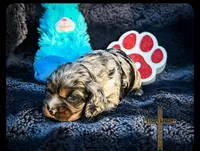 Milo, a male Cocker Spaniel for sale in Kit Carson, CO – 5 of 5