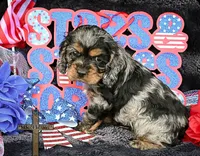Oliver, a male Cocker Spaniel for sale in Kit Carson, CO – 2 of 5