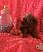 Winnie, a female Cockapoo for sale in Kit Carson, CO – 9 of 10