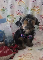 Thurston Howell, a male Yorkshire Terrier for sale in Kit Carson, CO – 10 of 10