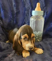 Waylon, a male Basset Hound for sale in Kit Carson, CO – 2 of 9