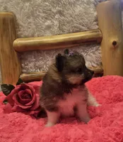 Gucci, a female Pomeranian for sale in Kit Carson, CO – 2 of 10