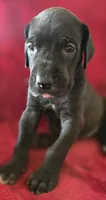 Ebony, a female Great Dane for sale in Kit Carson, CO – 6 of 10