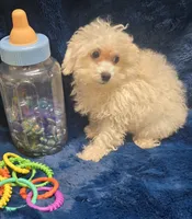 Antonio, a male Poodle - Toy  for sale in Kit Carson, CO – 3 of 6