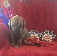 Dakota, a female Great Dane for sale in Kit Carson, CO – 9 of 10