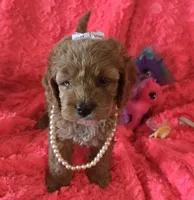 Daisy, a female Cockapoo for sale in Kit Carson, CO – 4 of 5