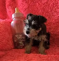 Heidi, a female Miniature Schnauzer for sale in Kit Carson, CO – 8 of 10